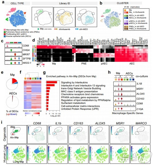  단일세포 전사체분석을 통한 폐포어셈블로이드 특성 분석(한국생명공학연구원 제공) /뉴스1