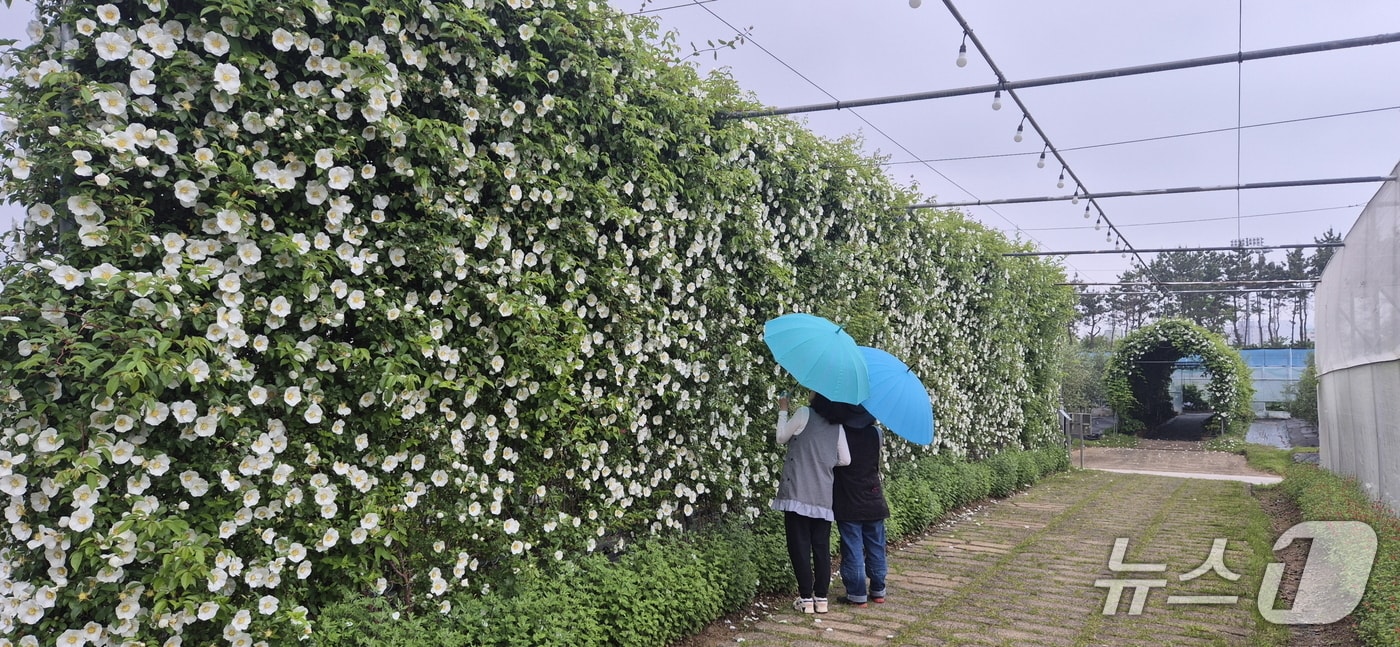 거제농업기술센터 내에 조성된 거제왕찔레 꽃벽.(거제시 제공. 재판매 및 DB금지.)