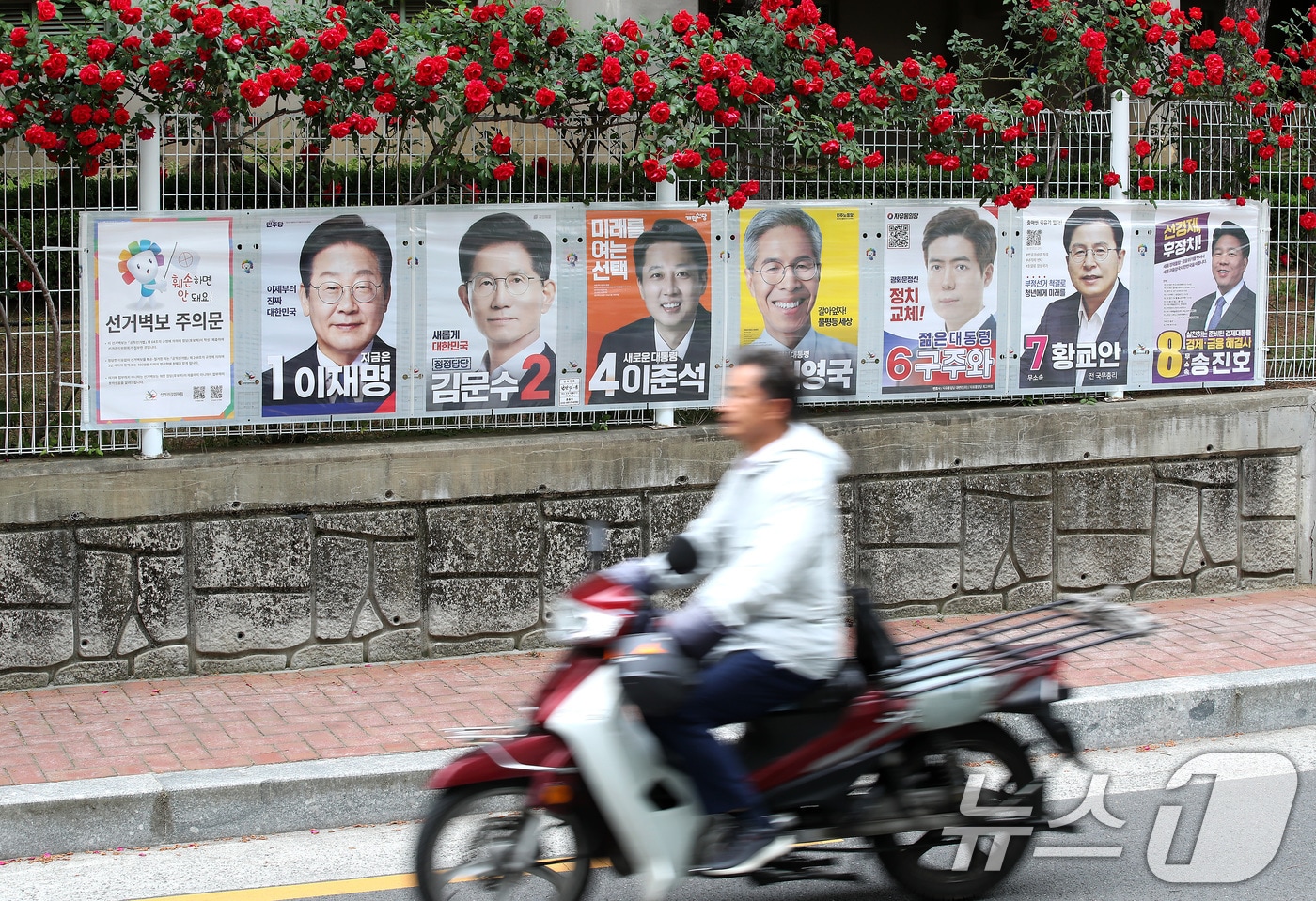 15일 오후 대구 중구 남산동 한 아파트 울타리에 곱게 핀 장미꽃 아래 제21대 대통령 선거에 출마한 후보자들의 선거 벽보가 붙어 있다. 2025.5.15/뉴스1 ⓒ News1 공정식 기자