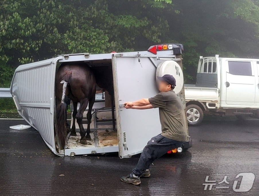 16일 오전 제주 5.16도로에서 말을 실은 트레일러 차량이 쓰러졌다.(제주도소방안전본부 제공. 재판매 및 DB 금지)