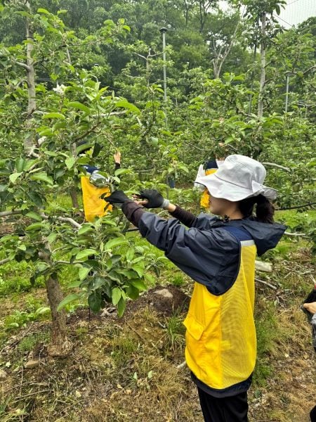 코레일관광개발 사과농가 봉사활동 모습.(코레일관광개발 제공)