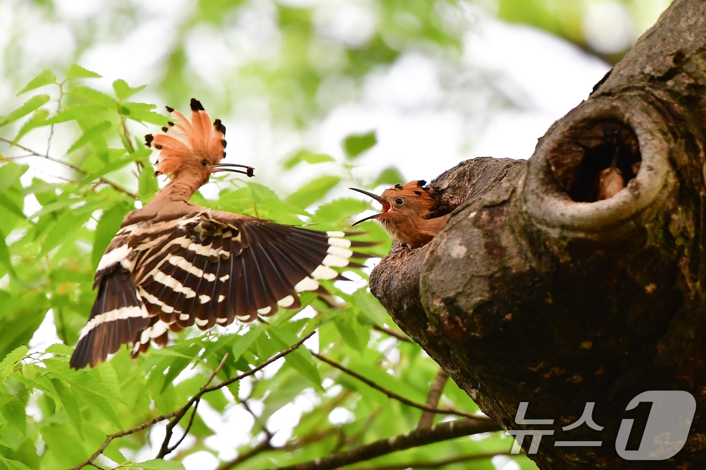 17일 경북 경주시 황성공원 느티나무에 둥지를 튼 후투티 새끼들이 이소 준비를 하고 있다. 2025.5.17/뉴스1 ⓒ News1 최창호 기자