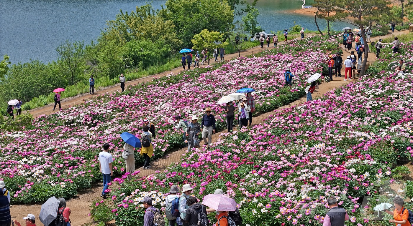 지난 17일 전북 임실군 운암면 옥정호 붕어섬에 작약꽃이 만발해 방문객들의 시선을 사로잡고 있다.(임실군 제공, 재판매 및 DB금지)2025.5.17/뉴스1 DB