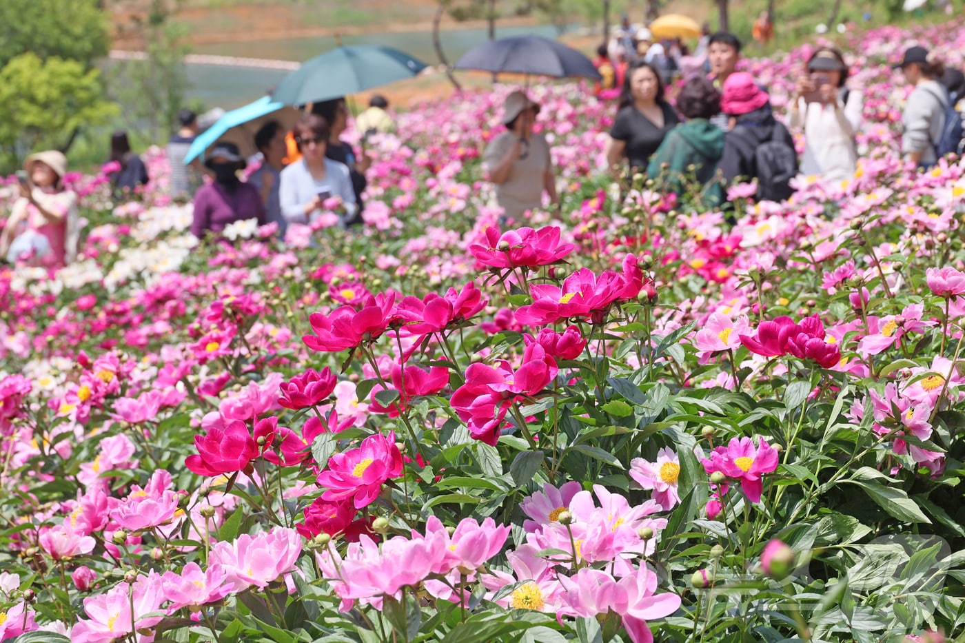 지난 17일 전북 임실군 운암면 옥정호 붕어섬에 봄의 절정을 알리는 화려한 작약꽃이 만발해 방문객들의 시선을 사로잡고 있다. (임실군 제공, 재판매 및 DB금지)2025.5.17/뉴스1 ⓒ News1 김동규 기자
