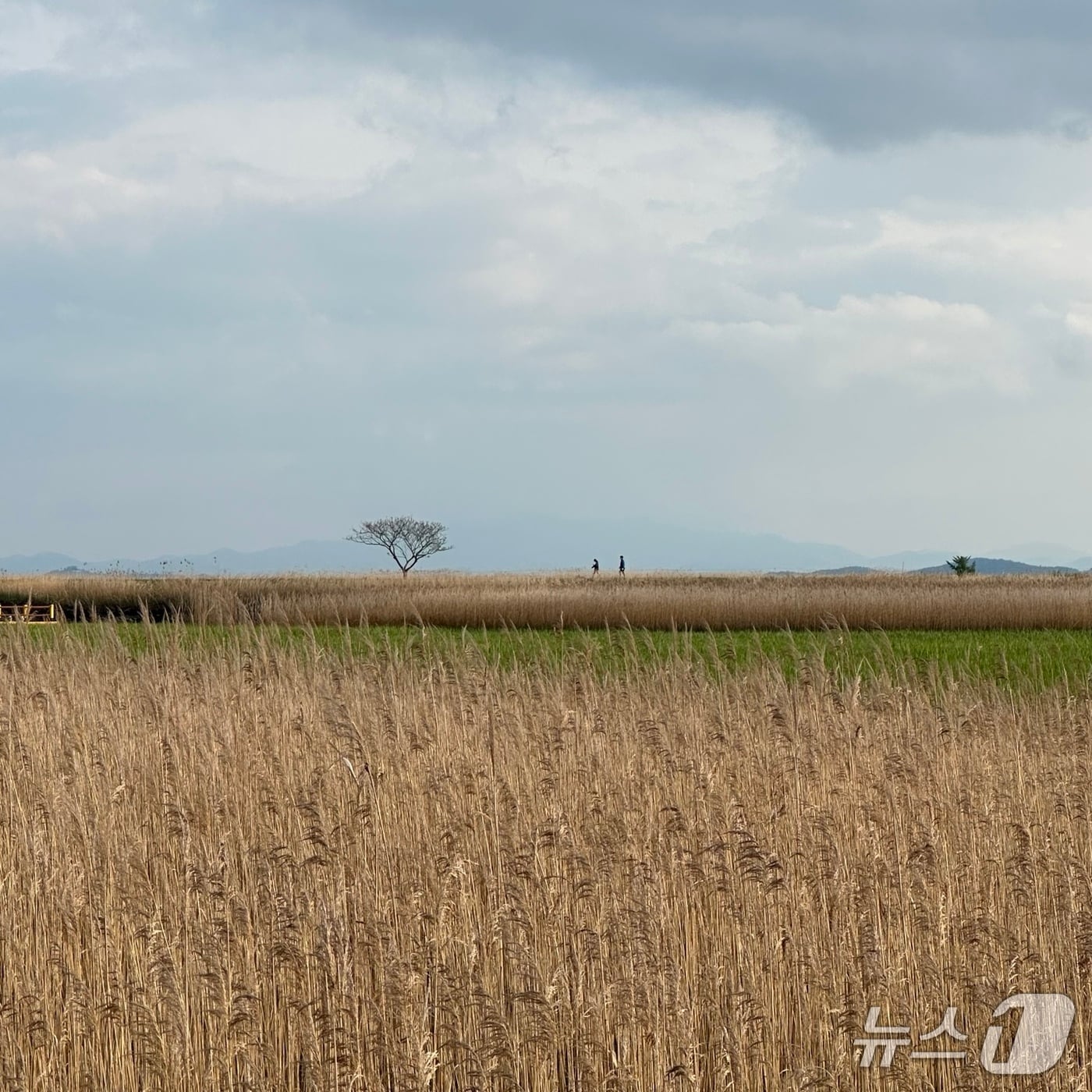화창한 날의 전남 순천만 습지 일대. /뉴스1 ⓒ News1 이상휼 기자