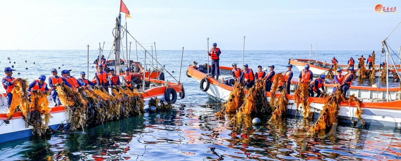 &#40;평양 노동신문=뉴스1&#41; = 북한 노동당 기관지 노동신문은 18일 &#34;새 시대 바닷가 양식업의 표본으로 일떠선 신포시 바닷가 양식사업소에서 준공 후 첫 다시마를 수확했다&#34;라고 보도했다. [국내에서만 사용가능. 재배포 금지. DB 금지. For Use Only in the Republic of Korea. Redistribution Prohibited] rodongphoto@news1.kr