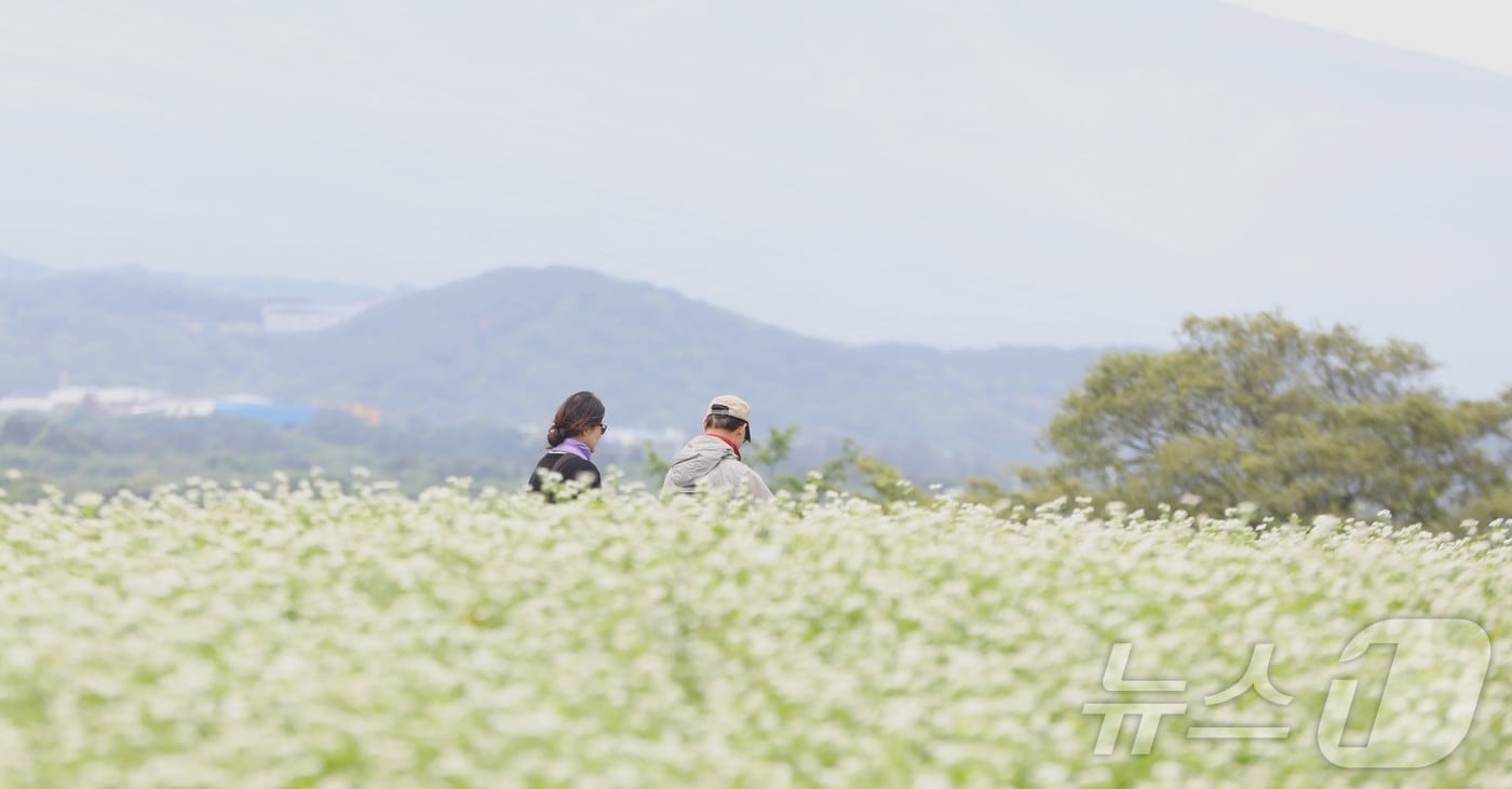 제주 메밀밭(자료사진)/뉴스1