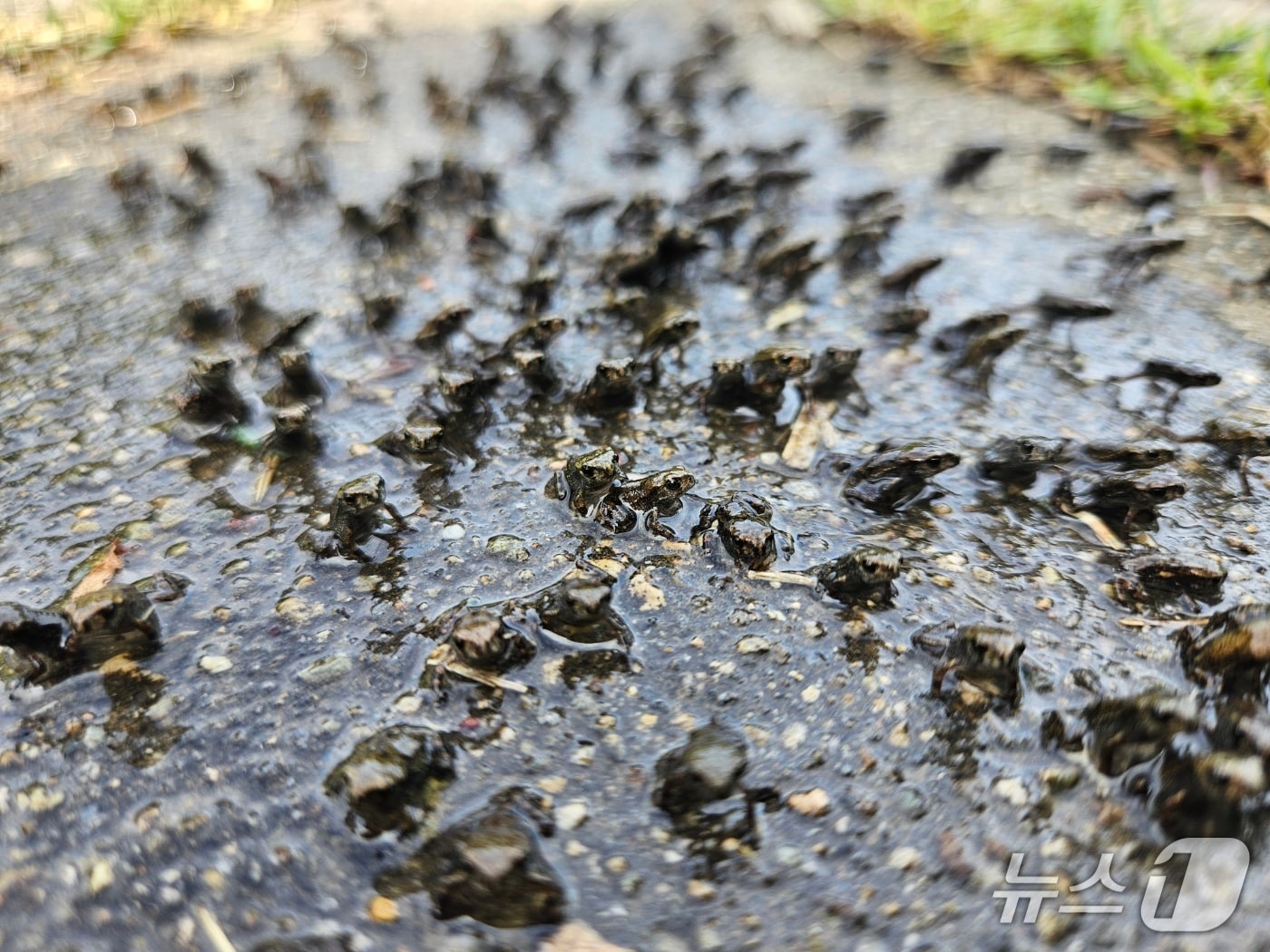 주된 서식지인 대구 수성구 욱수산으로 향하는 새끼 두꺼비들(대구 수성구 제공.재판매 및 DB 금지)