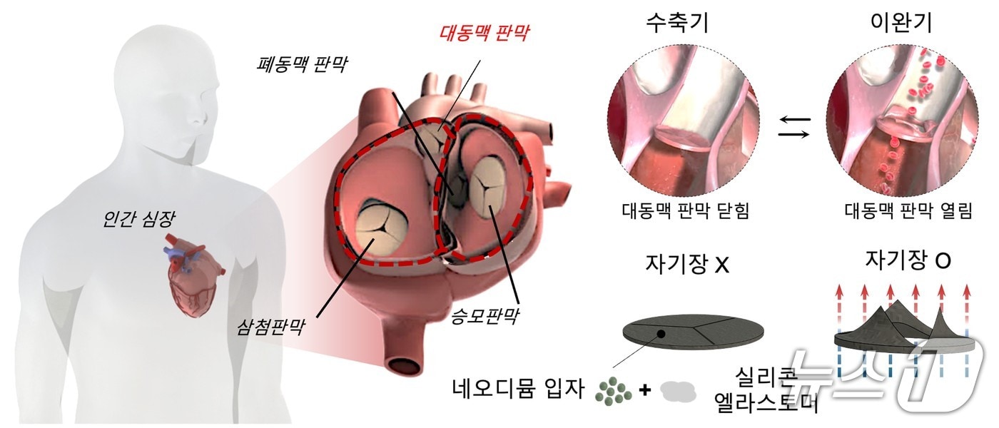 대동맥 판막 구조를 모사한 소프트 자성 심장 밸브(한국연구재단 제공) /뉴스1