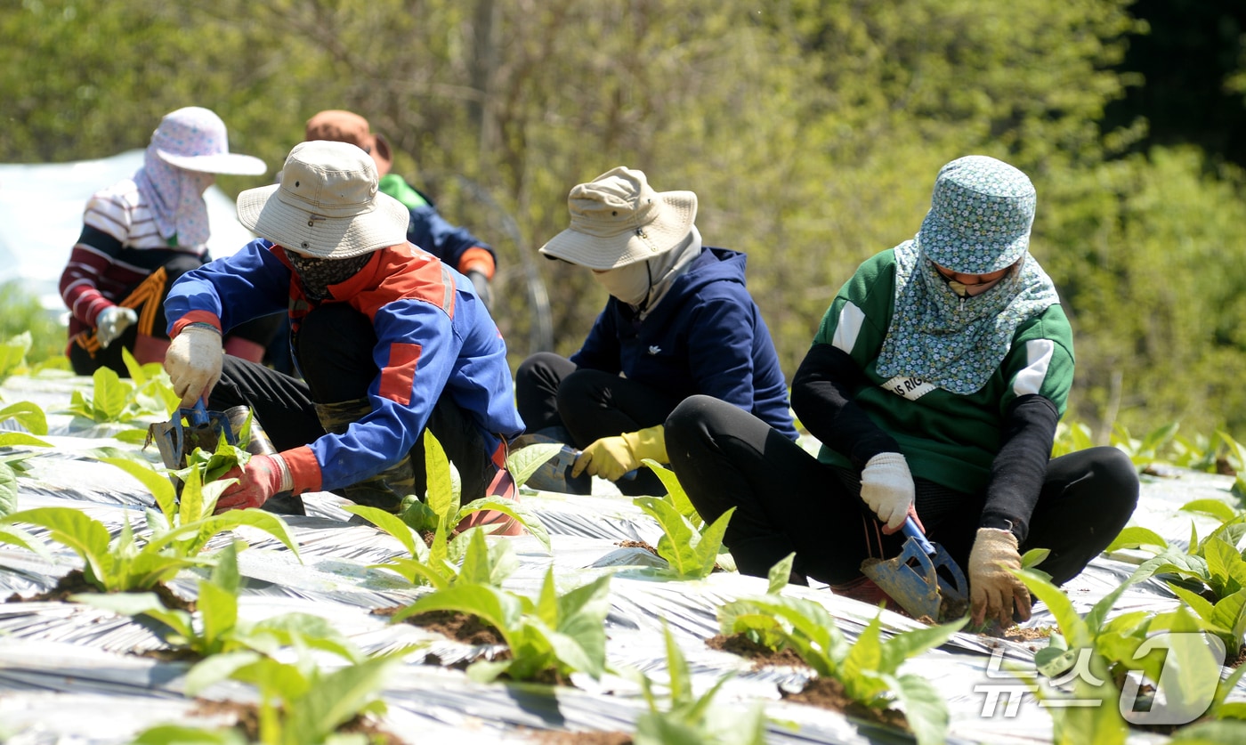 화천 외국인 계절 근로자.&#40;화천군 제공, 재판매 및 DB금지&#41;