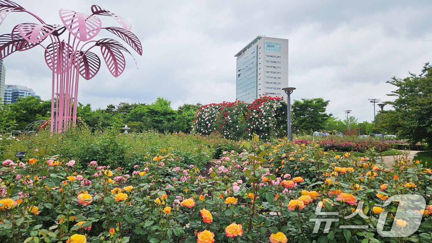 광주시청 장미원.(광주시 제공. 재판매 및 DB 금지) ⓒ News1