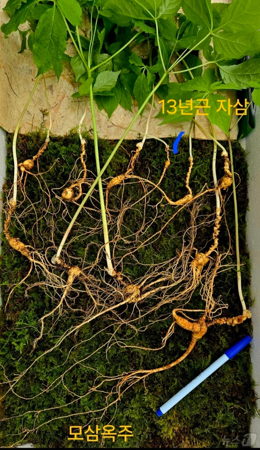 전남 순천 산지에서 발견된 천종산삼.(한국전통심마니협회 제공. 재판매 및 DB 금지)