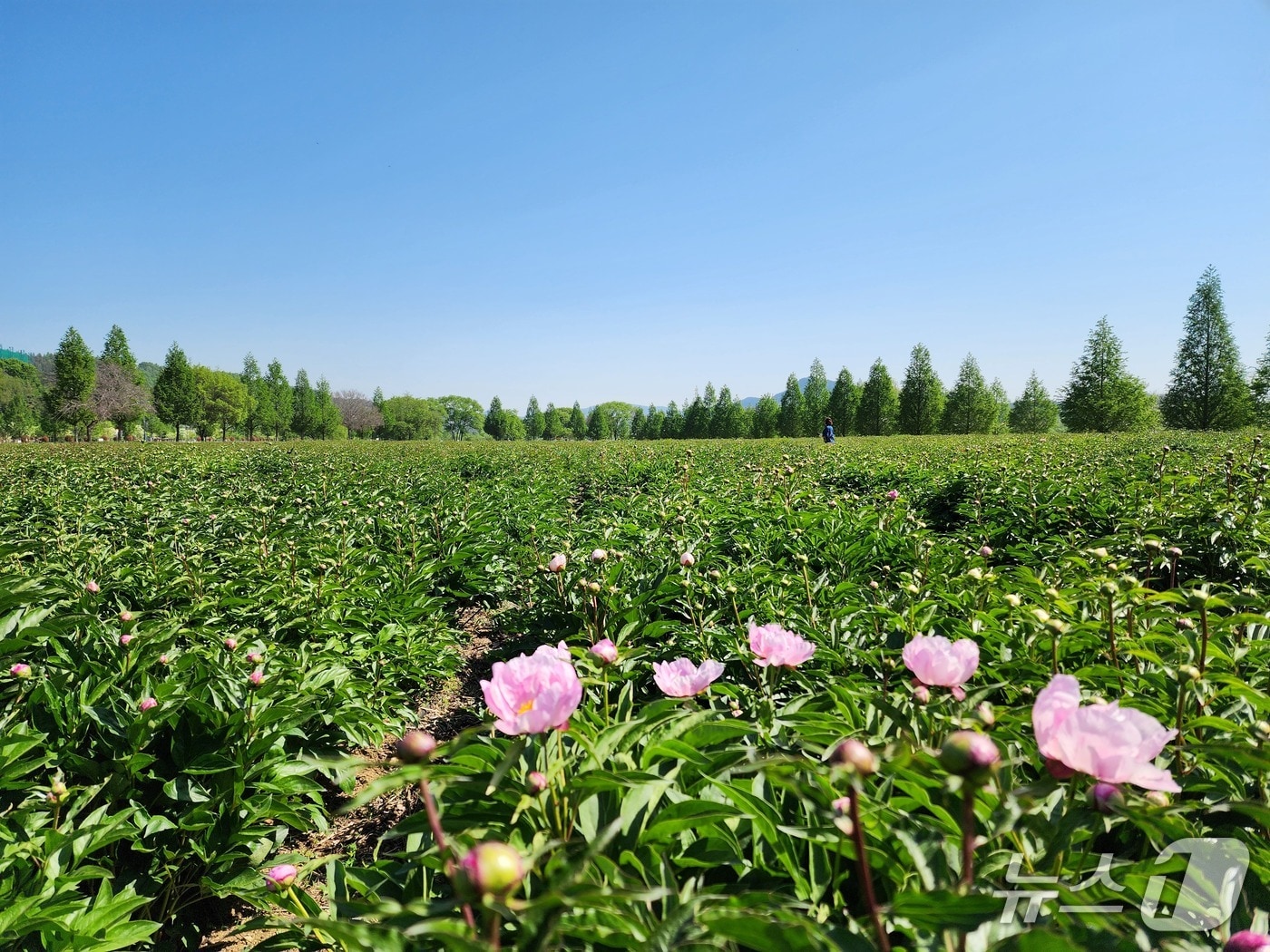 합천 핫들생태공원 작약 재배단지(합천군 제공. 재판매 및 DB금지).
