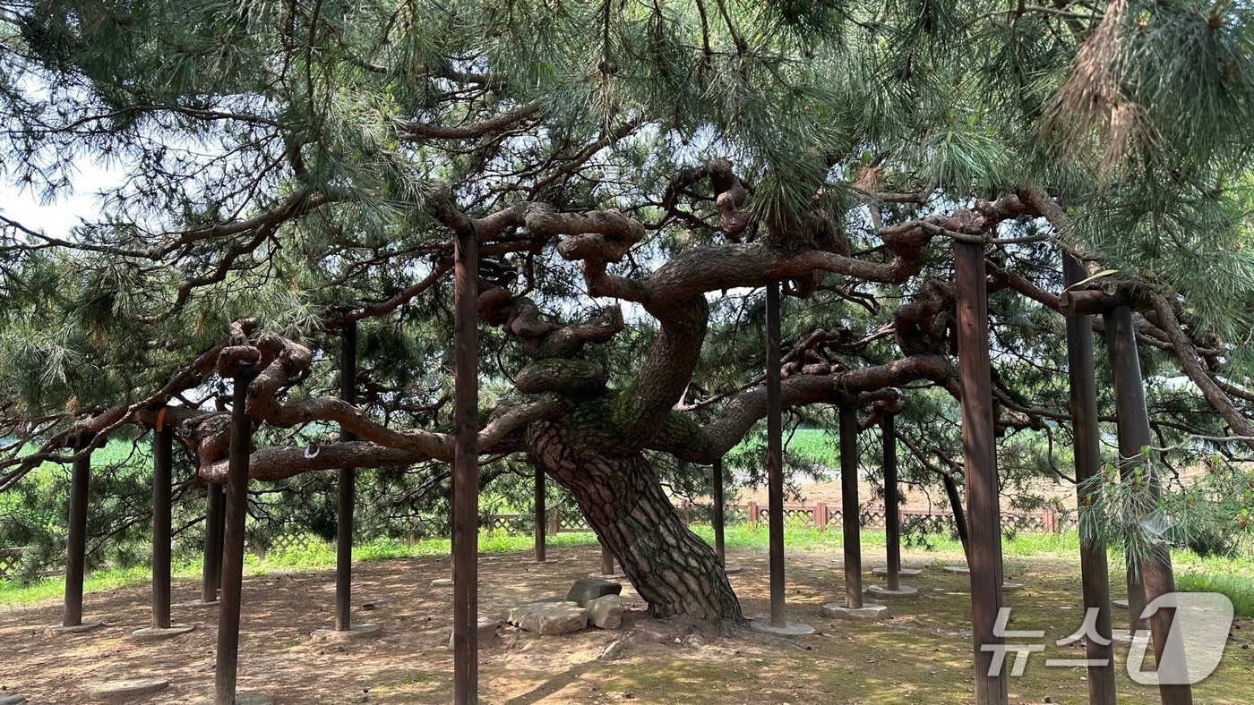 이천시 백사면 도립리 반룡송 모습.(이천시 제공)