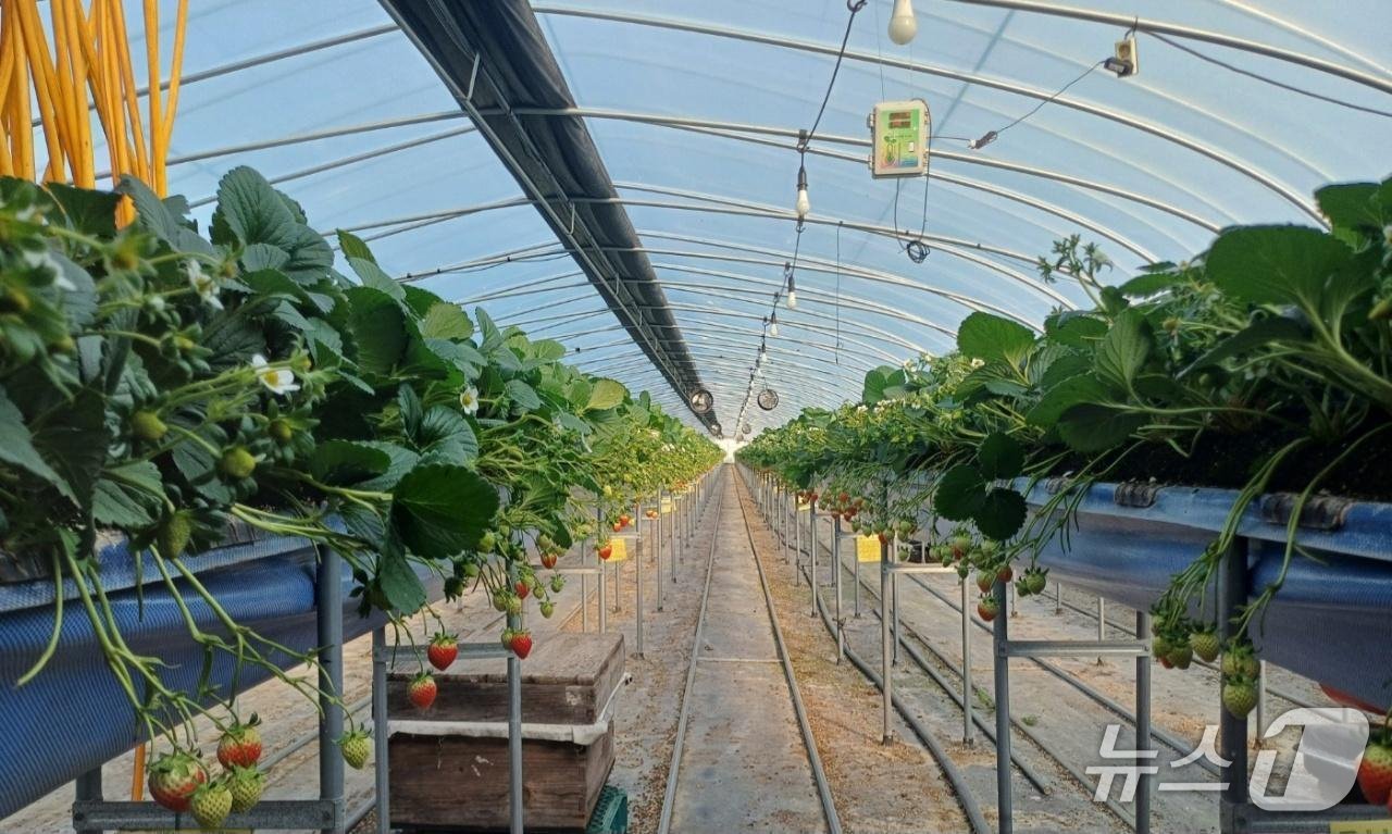 고령군 고설딸기 재배시설(고령군 제공. 재판매 및 DB금지)/뉴스1