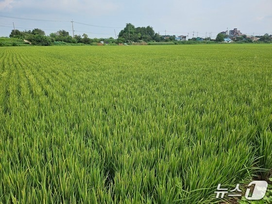 강들미(인천 강화군 제공.재판매 및 DB금지)