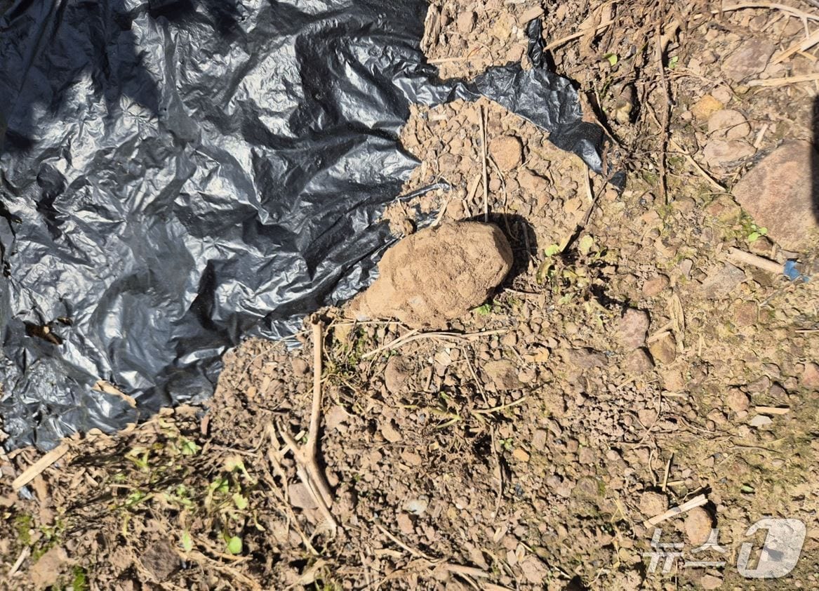 19일 오전 11시 16분쯤 경북 영양군 일월면 칠성리 한 밭에서 수류탄이 발견돼 군이 수거했다.(경북소방본부 제공. 재판매 및 DB 금지)2025.5.20/뉴스1