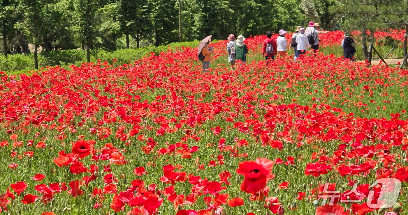 20일 전북 임실군 옥정호 붕어섬 생태공원에 꽃양귀비가 만개했다.&#40;임실군제공. 재판매 및 DB금지&#41;2025.5.20/뉴스1