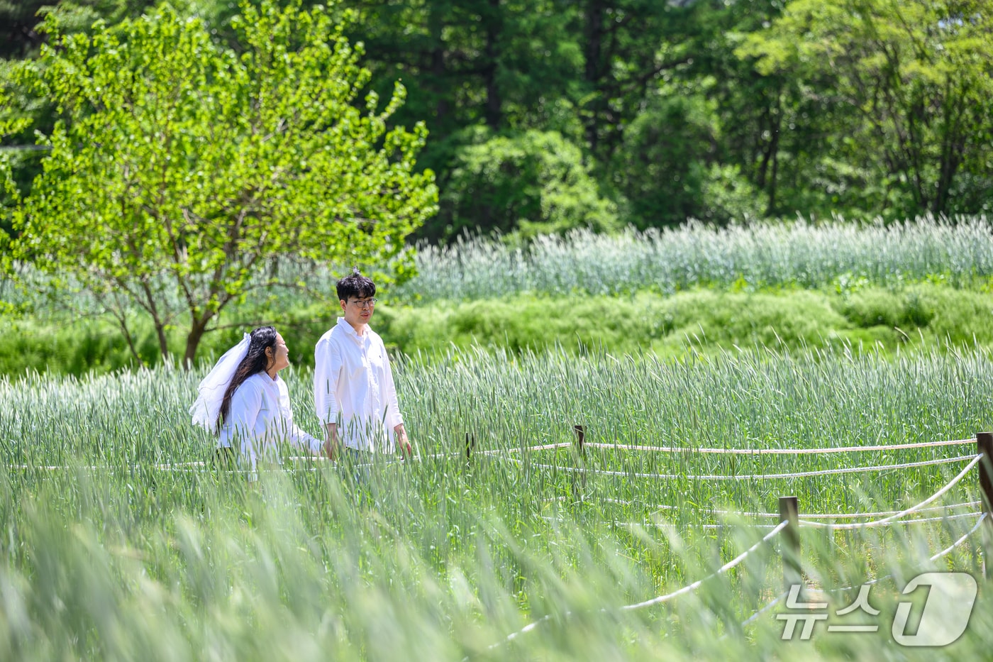 강원 정선군 정선읍 덕우리 청보리밭 자료 사진. (정선군 제공. 재판매 및 DB금지) 2025.5.20/뉴스1