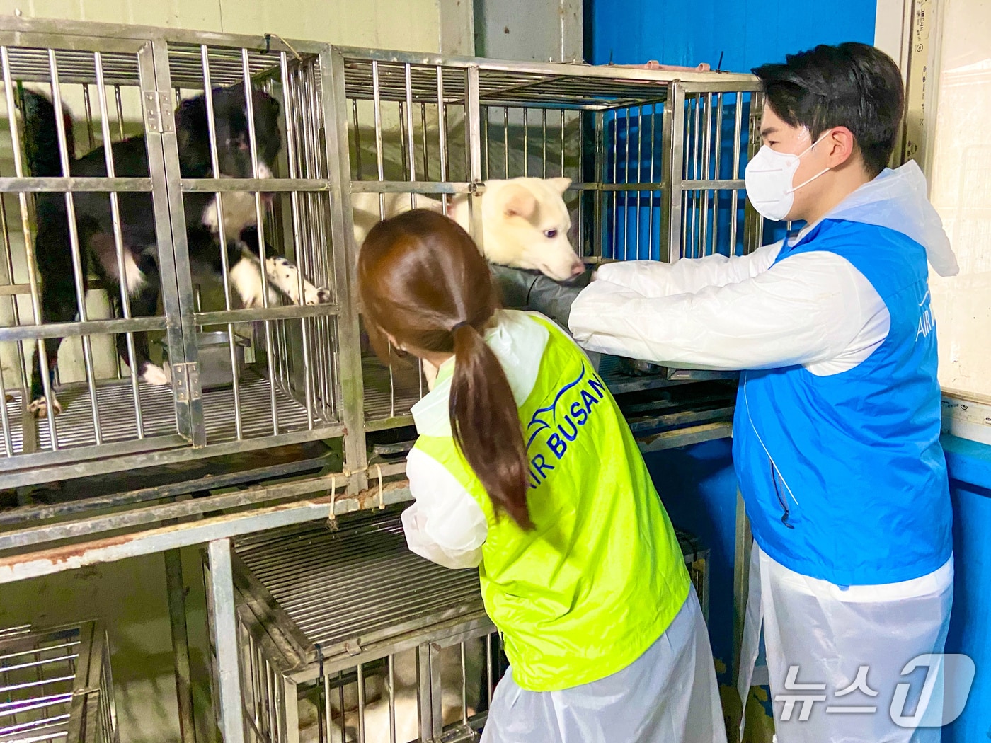 에어부산 객실승무원들이 부산동물보호센터를 방문해 유기동물을 위한 봉사활동을 실시하고 있다.(에어부산 제공. 재판매 및 DB 금지)