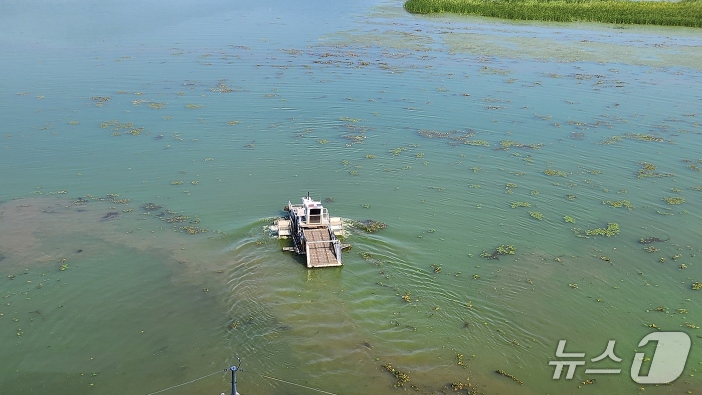 팔당호 녹조 자료사진.(경기도 제공, 재판매 및 DB 금지)