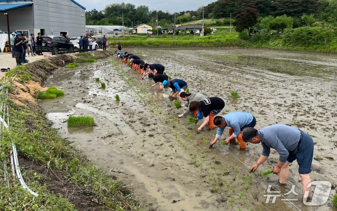  제천농민회 제9회 통일쌀 경작지 모내기 행사.(제천시 제공. 재판매 및 DB금지)/뉴스1