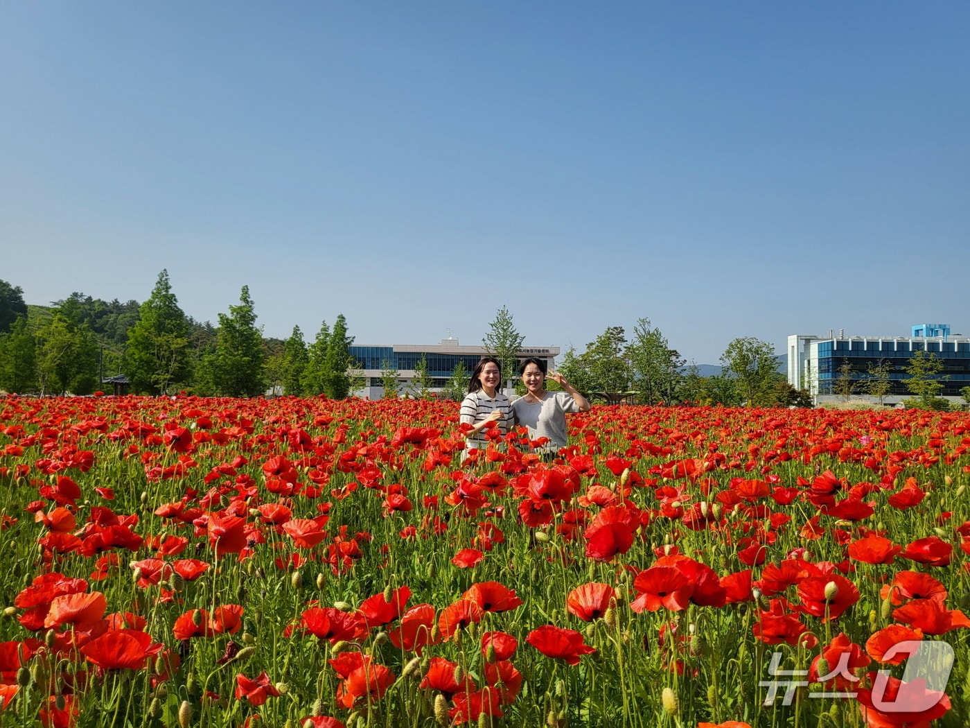진주시 두메실농업테마파크 양귀비꽃(진주시 제공. 재판매 및 DB금지).