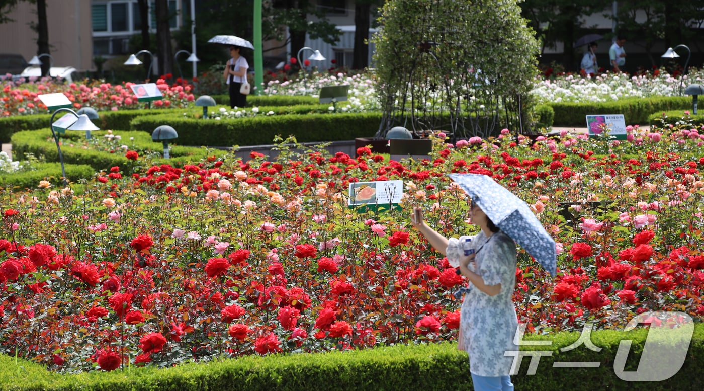 여름 기운이 들기 시작한다는 절기상 소만(小滿)인 21일 부산 기장군 윗골공원에서 양산을 쓴 시민들이 형형색색의 장미를 구경하고 있다. 윗골공원에는 세계 여러 장미 77종의 약 3만 주가 식재됐다. 2025.5.21/뉴스1 ⓒ News1 윤일지 기자