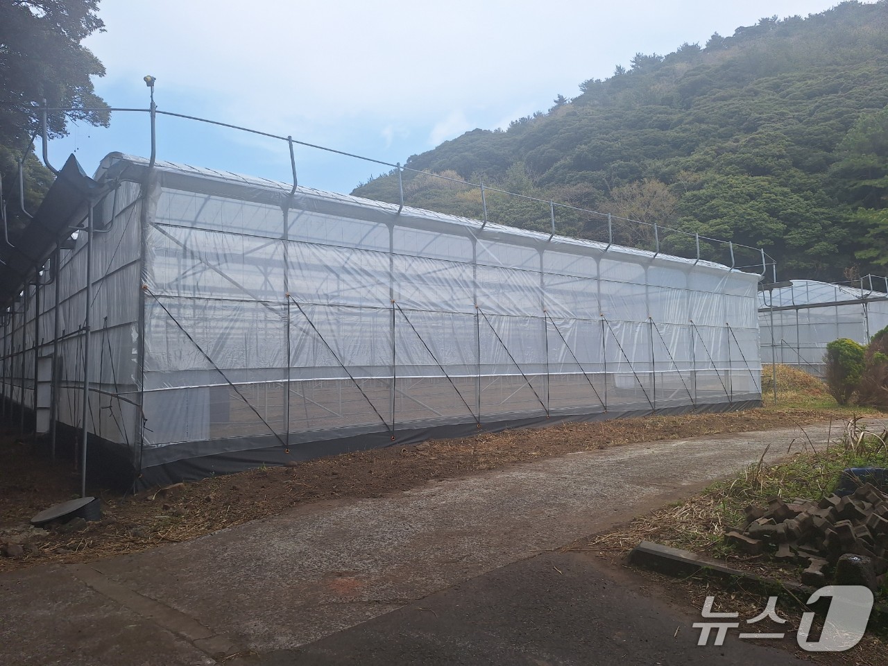  '햇살 담은 돈내코 농장' 비닐하우스(서귀포시 제공)/뉴스1