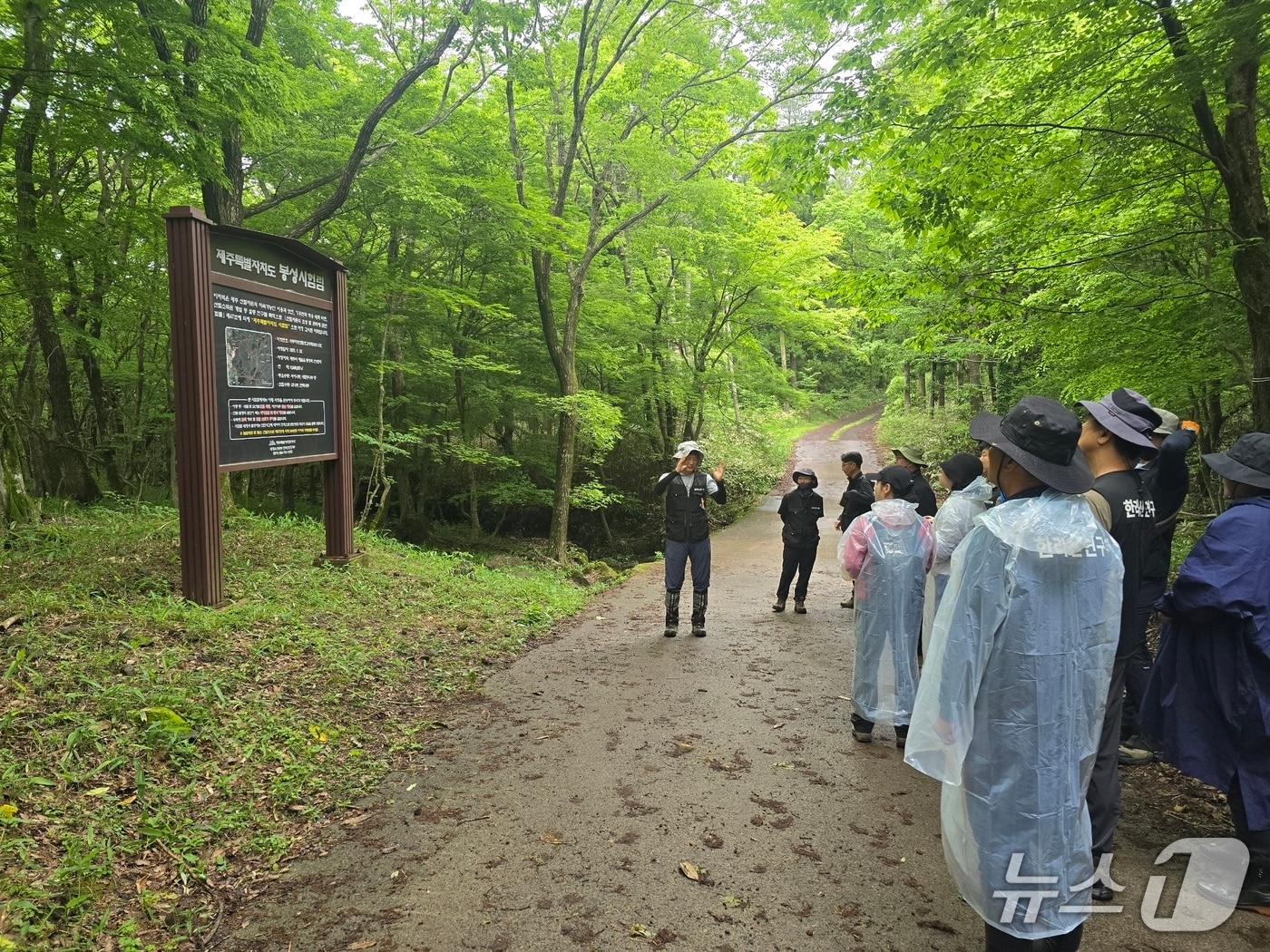  멸종위기 야생식물 복원 현장(제주도 제공. 재판매 및 DB금지)/뉴스1