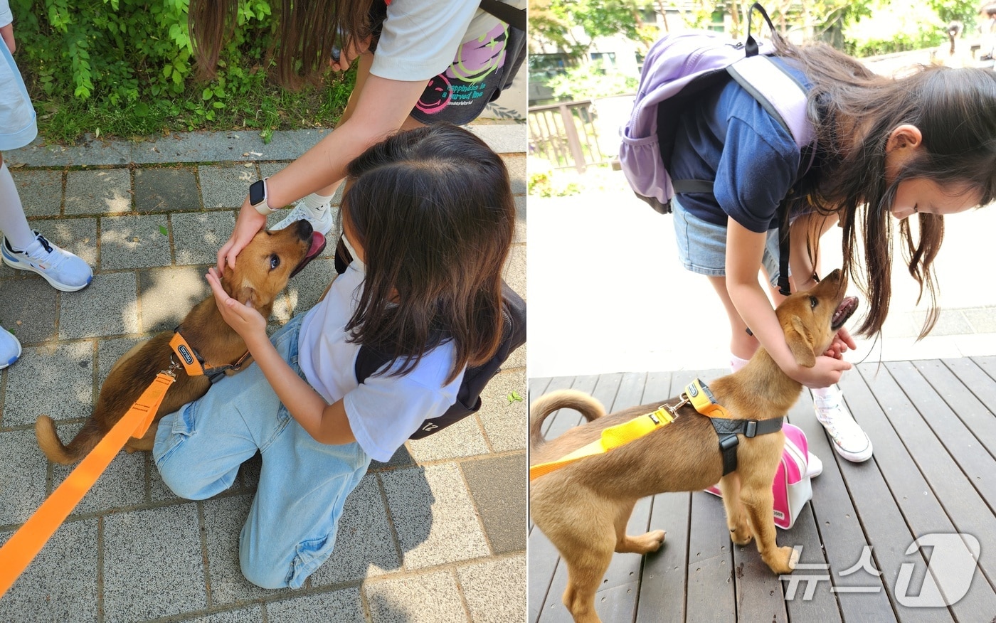 "귀엽다, 인사해도 돼요?"...초등생 사로잡은 '시고르자브종' 강아지 - 뉴스 썸네일 이미지