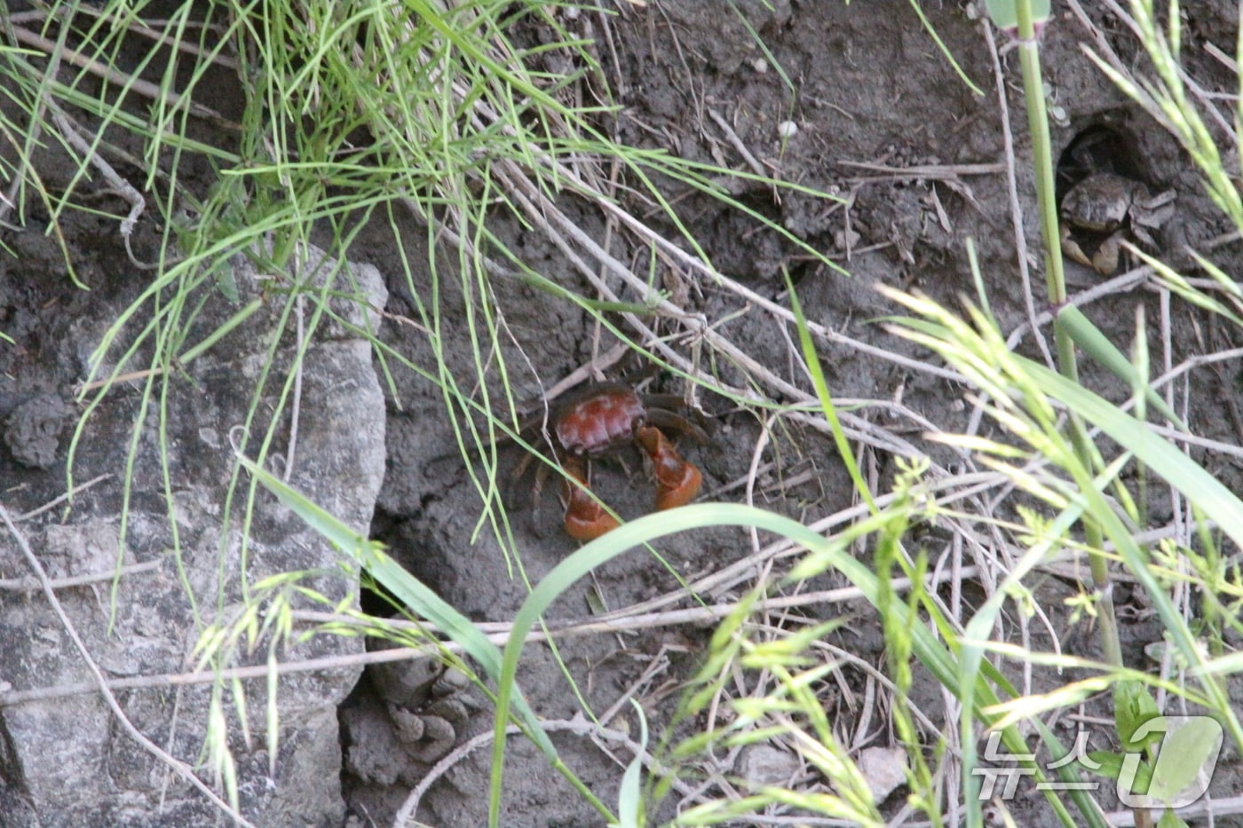 붉은발말똥게 서식지.(안산시 제공)