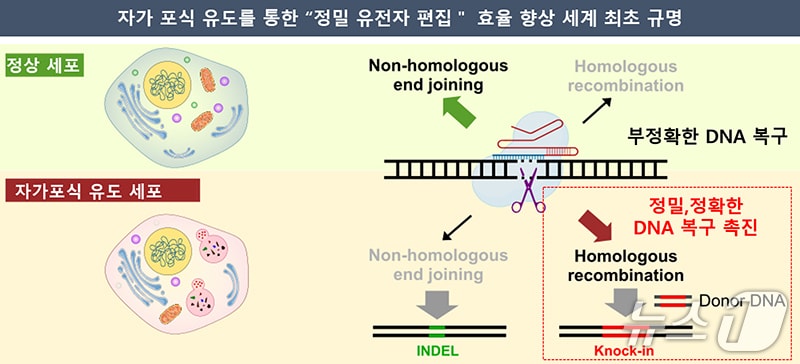  세포 자가포식 유도를 통한 정밀 유전자 편집 효율 향상 원리(화학연 제공) /뉴스1