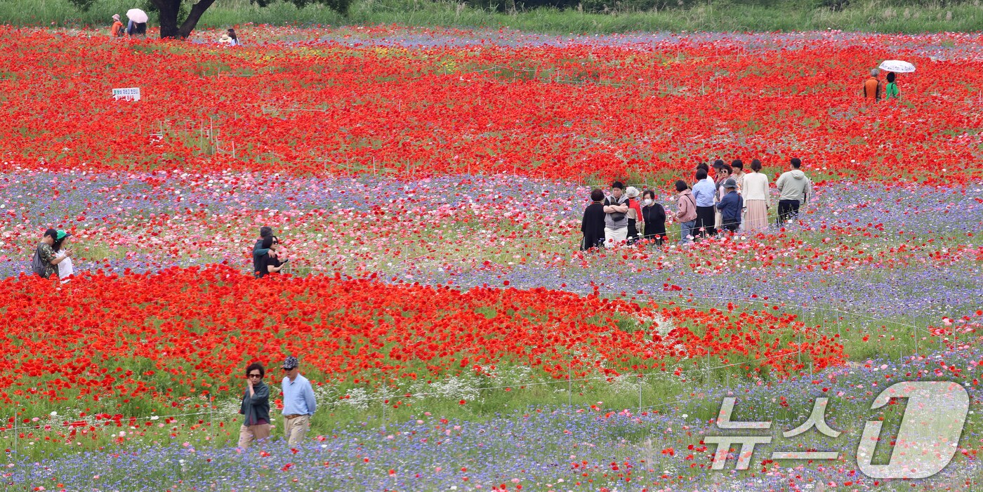 초여름 더위가 한풀 꺾이고 선선한 날씨를 보인 23일 경남 함안군 악양둑방 둔치에 조성된 봄꽃 경관단지를 찾은 관광객들이 활짝 핀 양귀비와 수레국화를 감상하고 있다. 2025.5.23/뉴스1 ⓒ News1 윤일지 기자