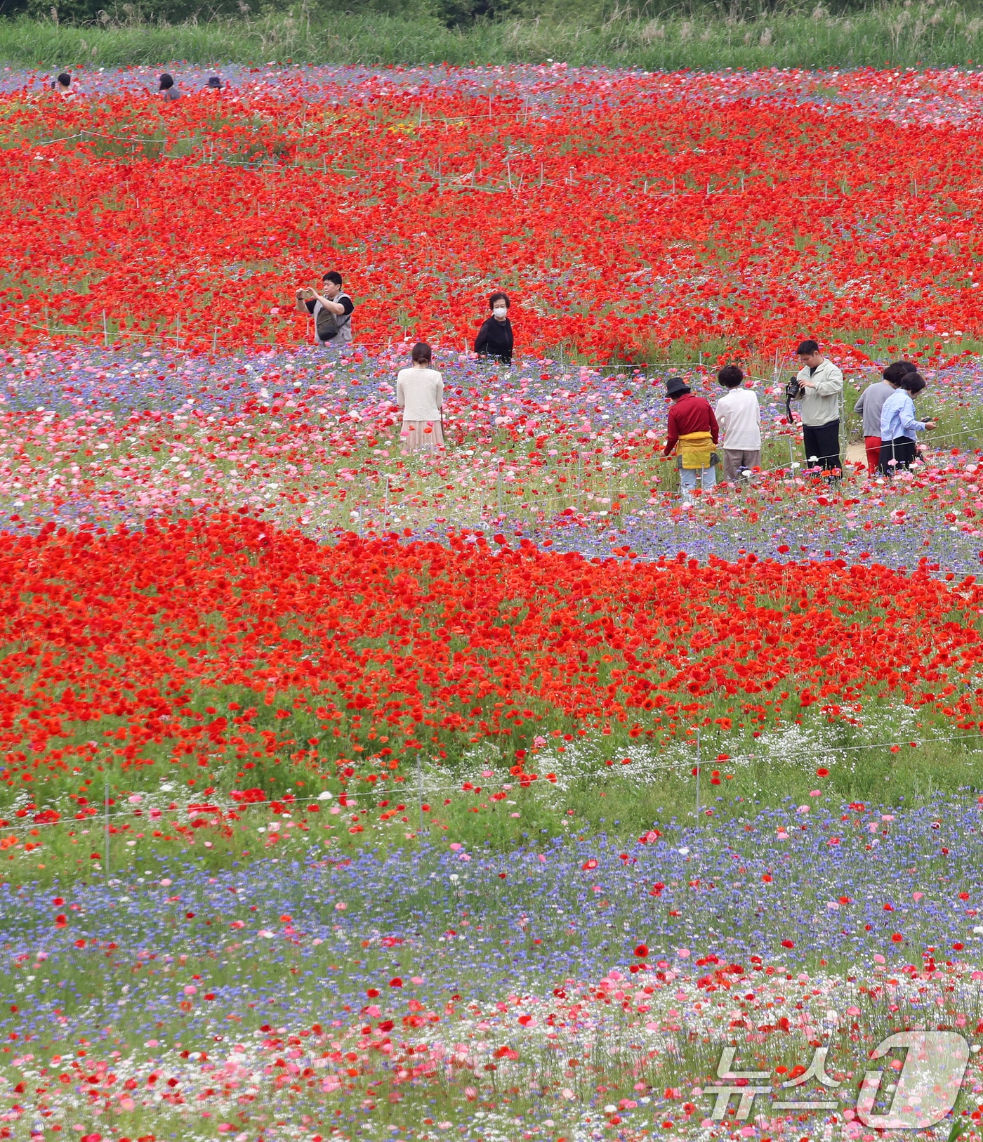 초여름 더위가 한풀 꺾이고 선선한 날씨를 보인 23일 경남 함안군 악양둑방 둔치에 조성된 봄꽃 경관단지를 찾은 관광객들이 활짝 핀 양귀비와 수레국화를 감상하고 있다. 2025.5.23/뉴스1 ⓒ News1 윤일지 기자