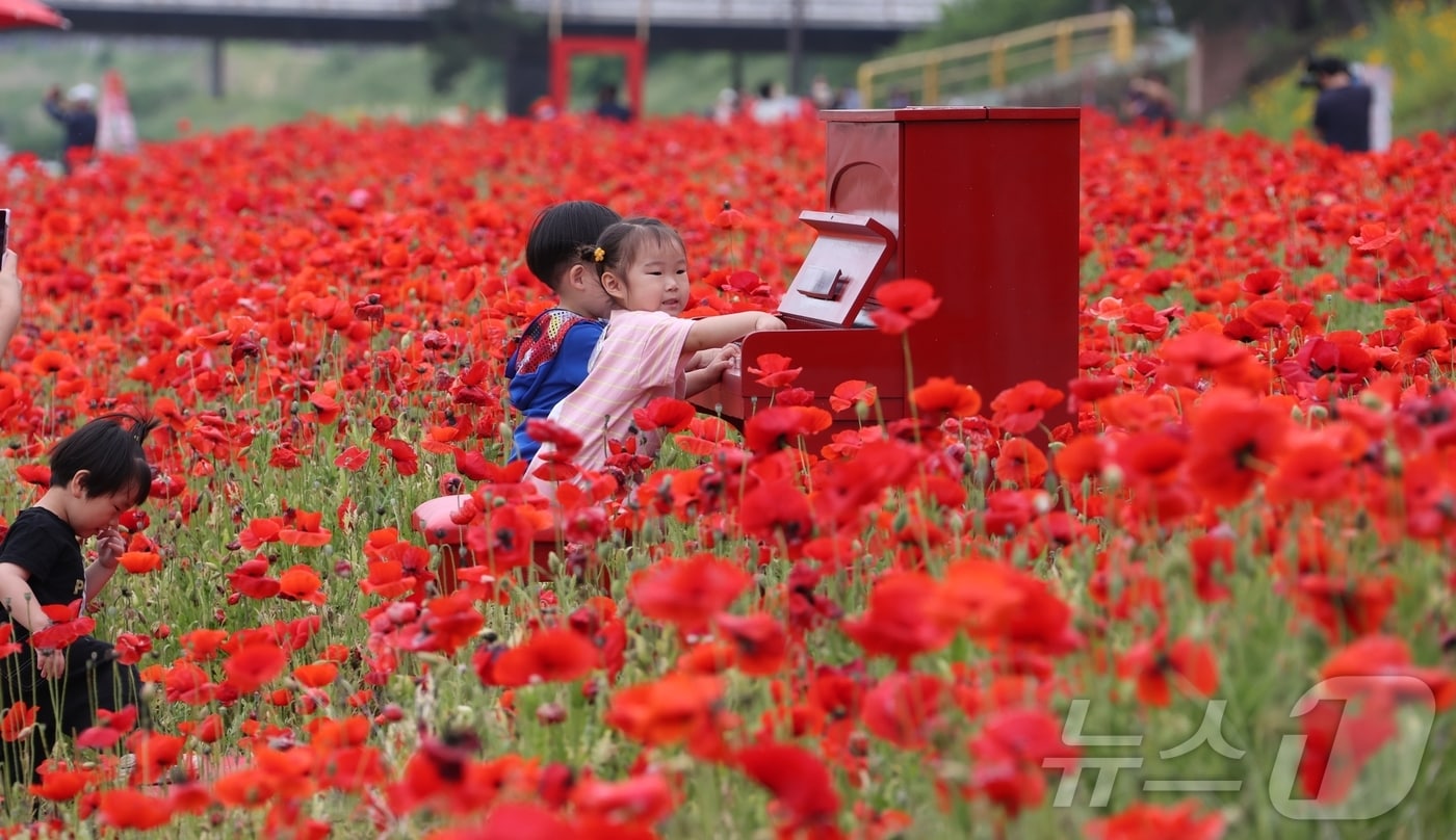 2025 괴산빨산맛페스티벌이 열린 23일 충북 괴산 동진천변 꽃양귀비 꽃밭에서 어린이들이 피아노를 치고 있다.&#40;괴산군 제공&#41;.2025.05.23//뉴스1 2025.5.23/뉴스1 ⓒ News1 이성기 기자