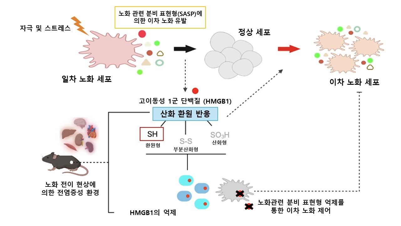 [노화역전의 꿈]③젊어진 쥐·원숭이...실험서 확인한 '회춘 기술' - 뉴스 썸네일 이미지