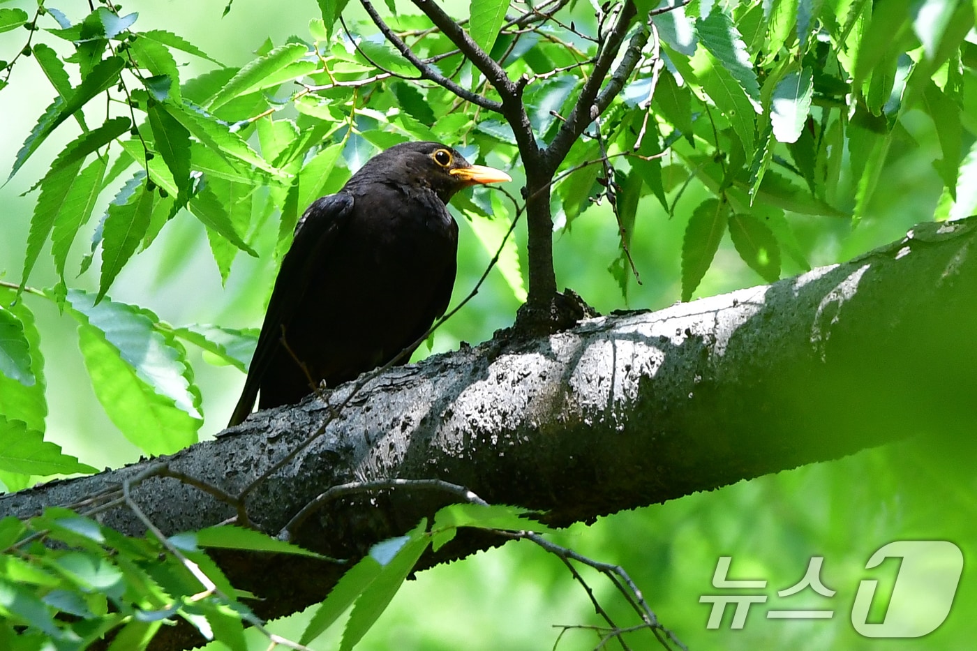 25일 경북 경주시 황성공원 숲 속에 둥지를 튼 대륙검은지빠귀가 둥지 주변을 살펴보고 있다. 대륙검은지빠귀는 중국에서는 자주 볼 수 있지만 국내에서는 보기 힘든 나그네 새다. 2025.5.25/뉴스1 ⓒ News1 최창호 기자