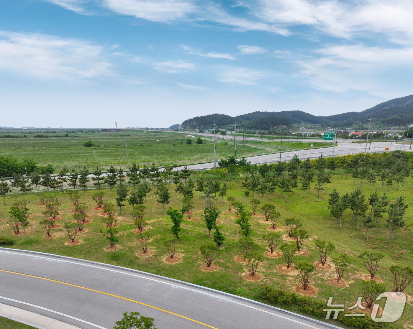 새만금환경생태단지관리단(단장 정주영)은 ㈜하림에서 기부받은 반송 130주를 ESG 기업 협력 기부금을 활용해 생태단지 내에 이식했다.(관리단 제공, 재판매 및 DB금지)