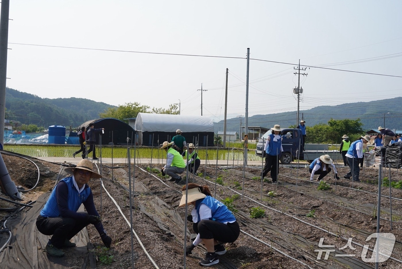 합동 농촌 일손 돕기.(농협 강원본부 제공. 재판매 및 DB금지)/뉴스1