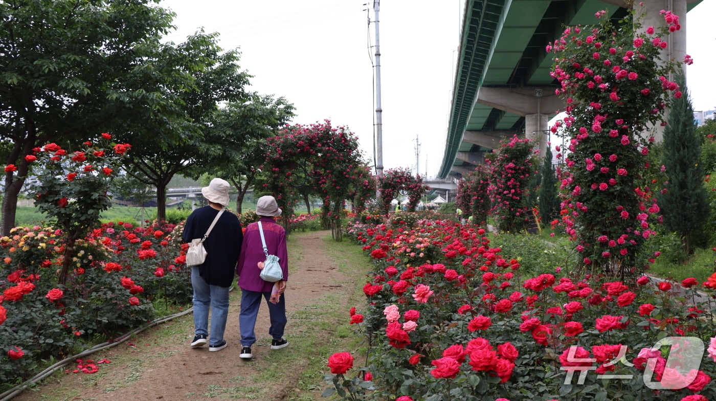 안양천 변에 조성된 장미정원 모습.(금천구청 제공)