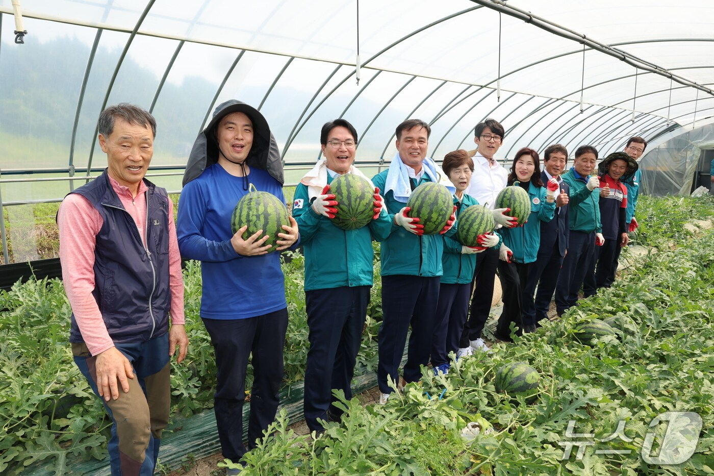  고창군이 27일 오후 성내면 한 농가에서 올해 수박 수확 행사를 진행하며 ‘2025년 지리적표시 명품 고창수박’ 수확의 시작을 알렸다.(고창군 제공, 재판매 및 DB금지)
