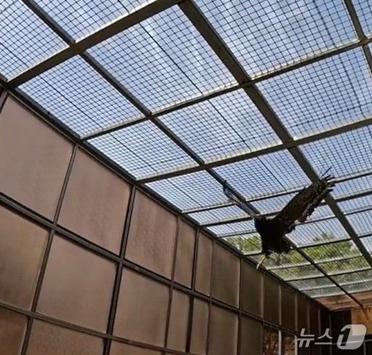 관수리가 야외계류장에서 야외 환경 적응을 하고 있다.(부산시청 제공. 재판매 및 DB 금지)