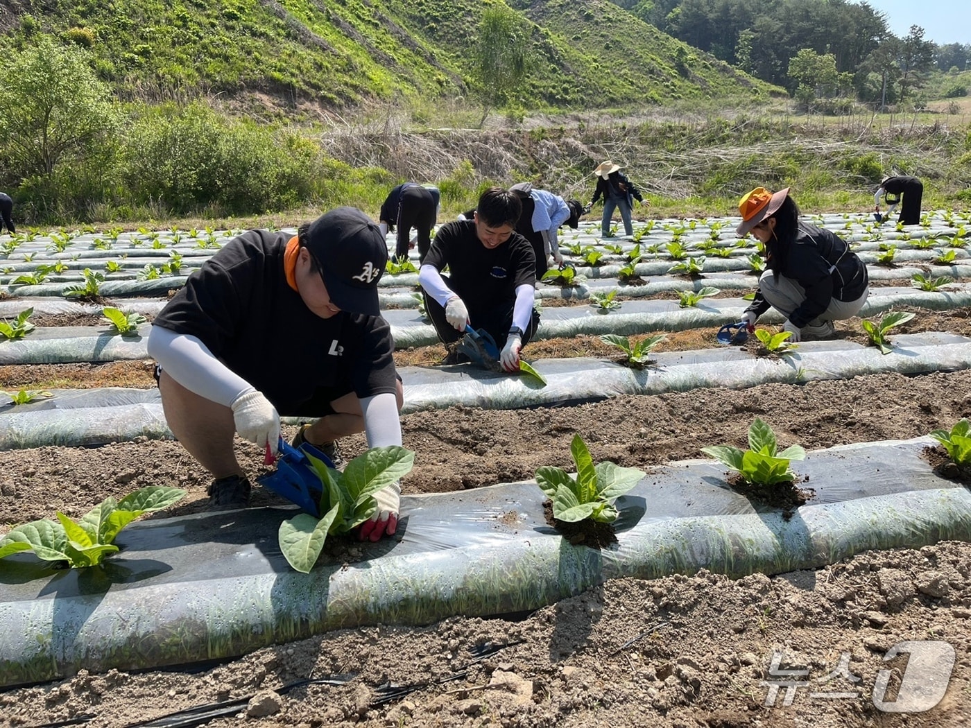 지난해 농촌 일손돕기에 투입된 화천군청 직원들이 간동면에서 영농작업을 벌이고 있다.(화천군 제공, 재판매 및 DB금지)