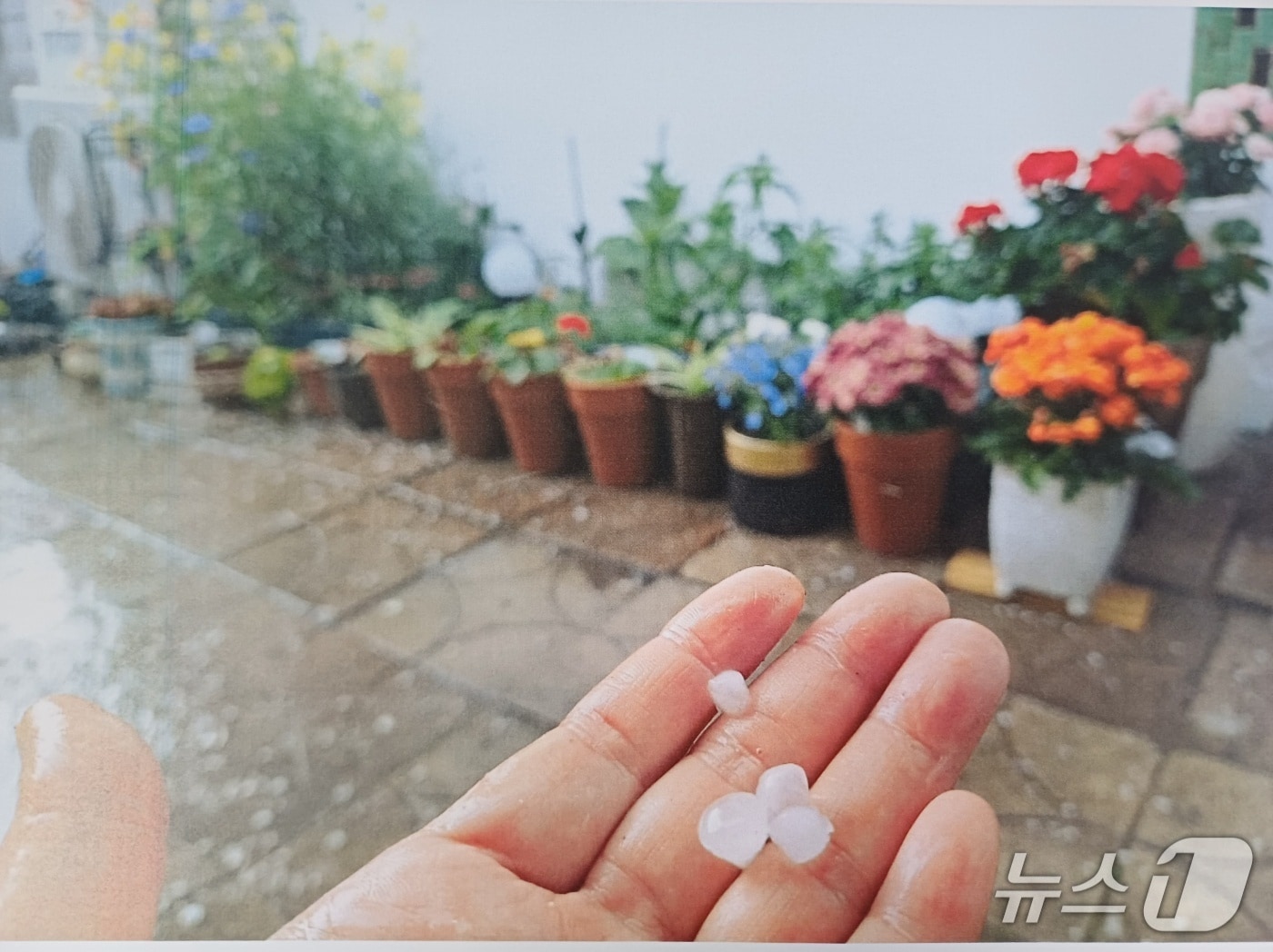 음성에 내린 우박(청주기상지청 제공. 재판매 및 DB금지)