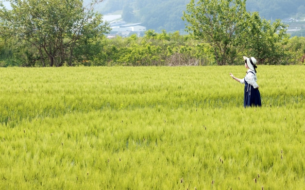 바람에 일렁이는 밀·보리가 장관인 충북 괴산군 감물면 들녘.&#40;괴산군 제공. 재판매 및 DB금지&#41;