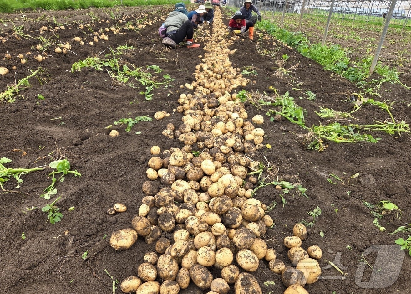 국내 대표 감자 주산지인 전남 보성에서 햇감자 수확이 한창이다.(보성군 제공. 재판매 및 DB 금지)