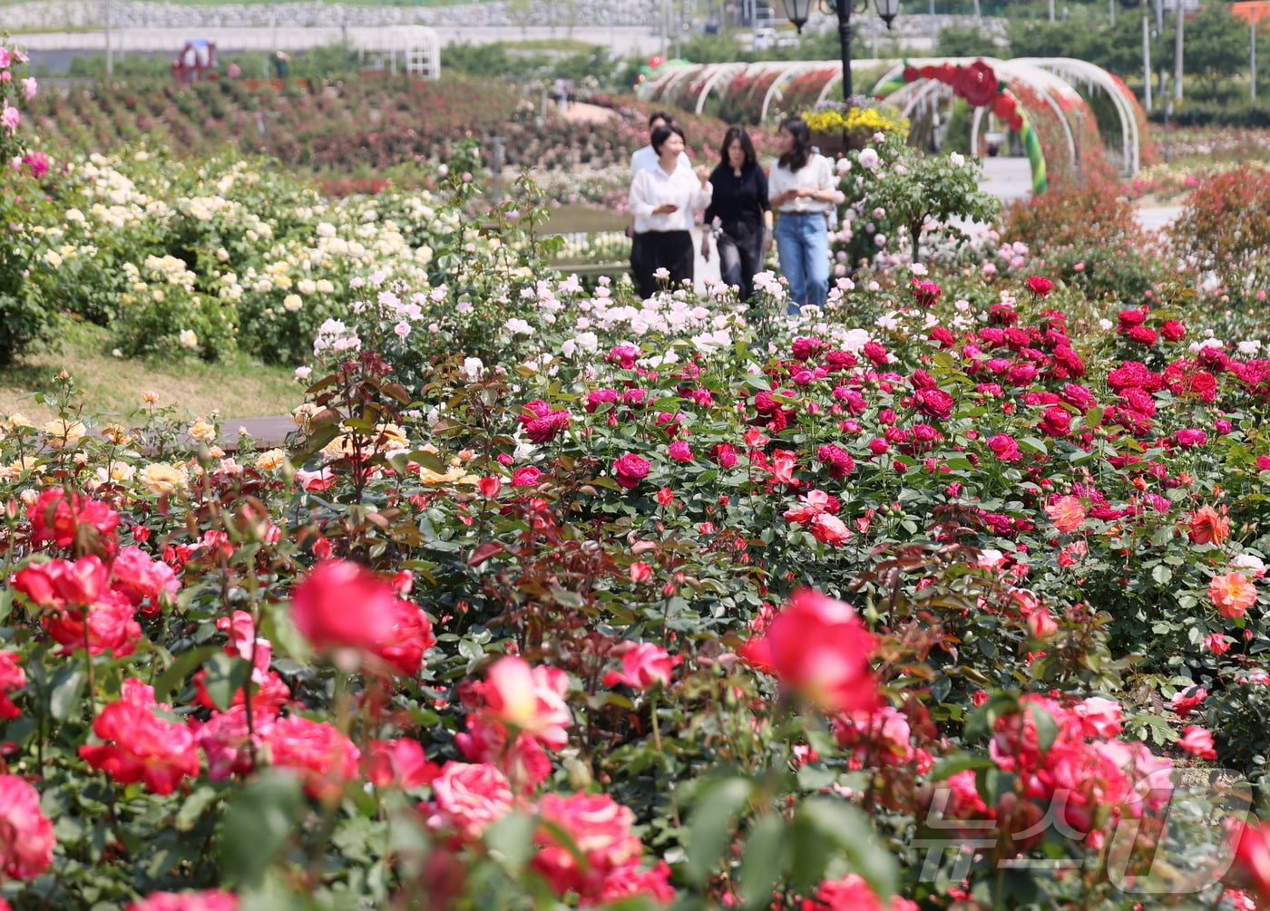 29일 전북 임실군 치즈테마파크에 장마꽃이 활짝 펴 관광객을 유혹하고 있다.&#40;임실군제공. 재판매 및 DB금지&#41;2025.5.29/뉴스1 ⓒ News1 김동규 기자