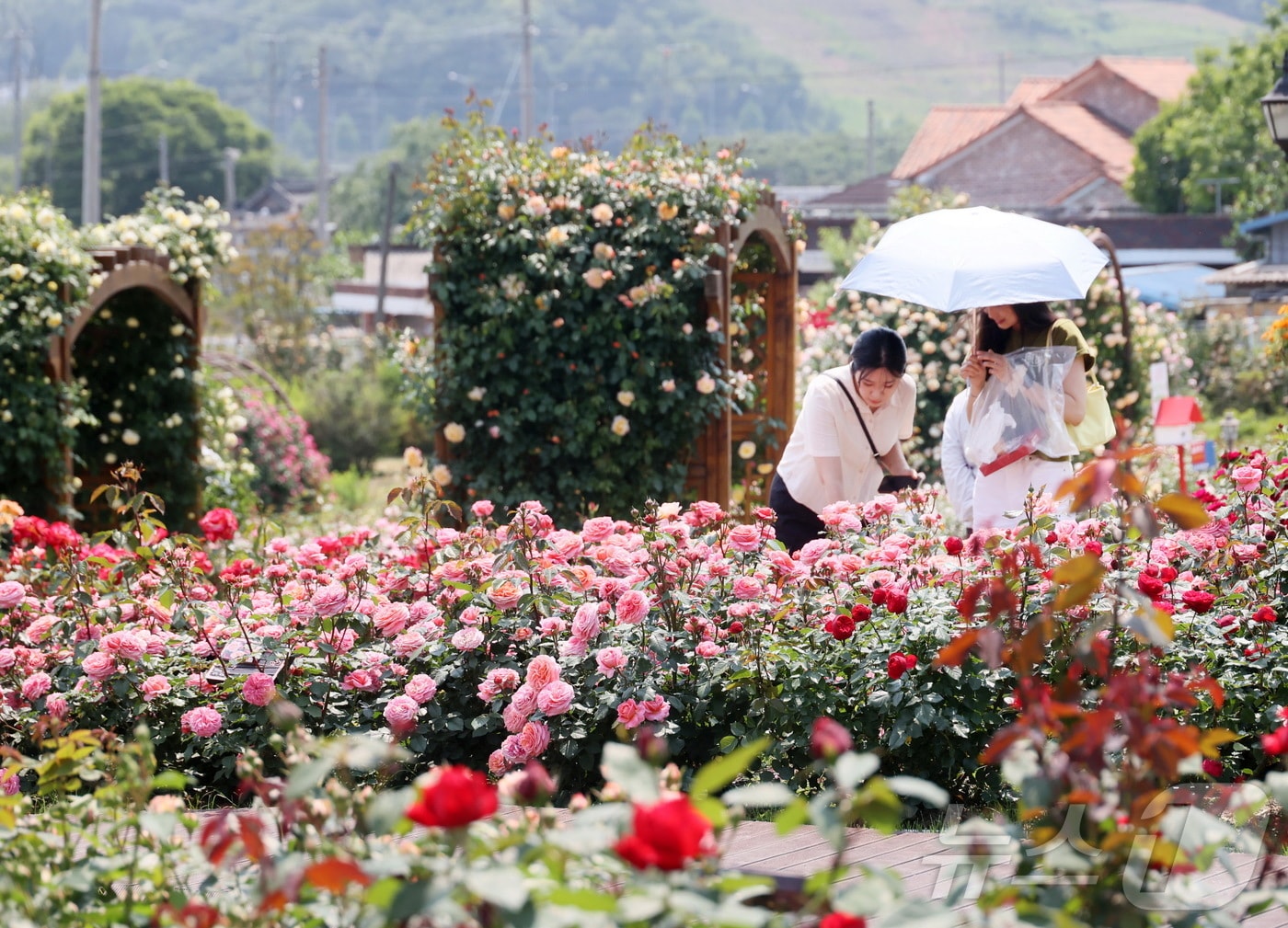 지난 29일 전북 임실군 치즈테마파크에 장마꽃이 활짝 펴 많은 관광객들이 찾고 있다.(임실군제공. 재판매 및 DB금지)2025.5.29/뉴스1 ⓒ News1 김동규 기자
