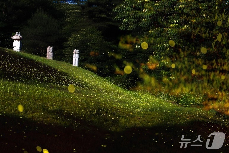 덕림마을 반딧불이 축제 홍보 이미지./뉴스1